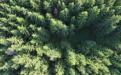 Responsible Forestry – Forest Stewardship Council or FSC