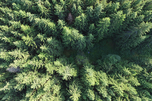 Responsible Forestry – Forest Stewardship Council or FSC